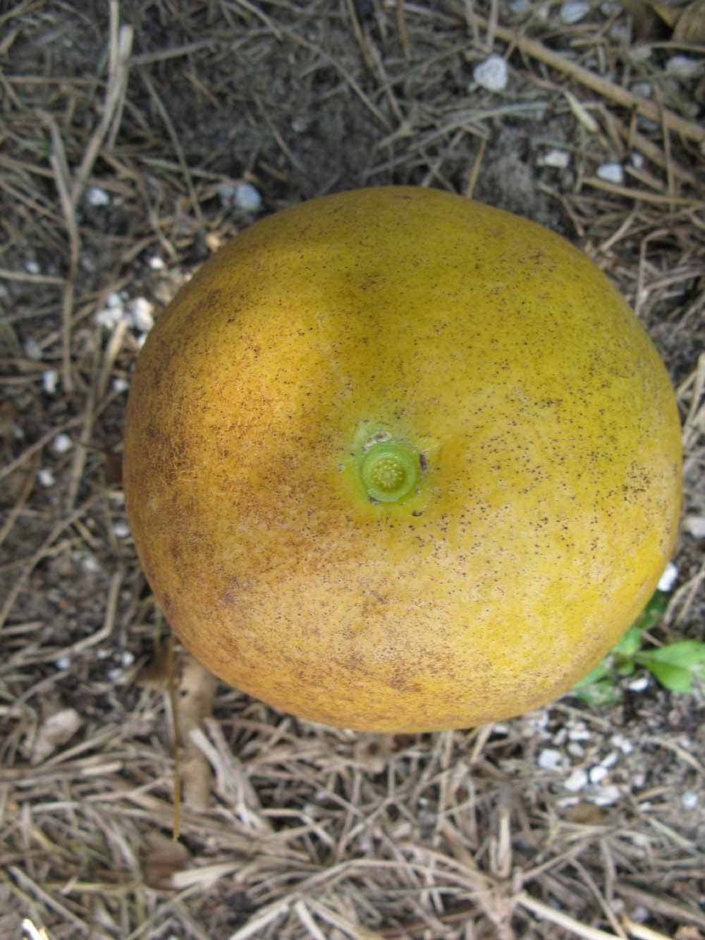              Fruit (Winter Haven, FL)       